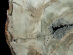 Araucaria Petrified Wood Slab - x #6774-3